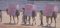 Camel bill boards