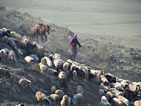 horse back sheperd, mongolia
