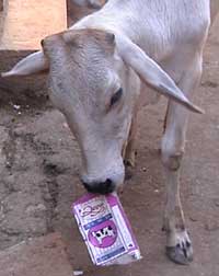Cow eating milk carton